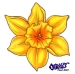 daffodil..