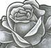 Black and grey rose..