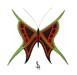 Green and Red tribal shaped butterfly..