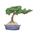 bonzi tree in pot