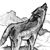 wolf on cliff (howling)