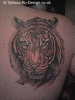 Panthera Tigris 