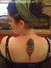 Peacock feather