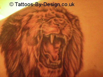 lions head portrait