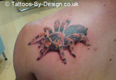 tarantula