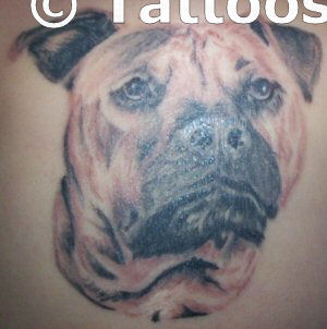 Pit Bull Tattoo Art Flash