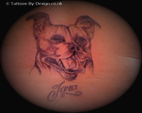 My Staffordshire Bull Terrier