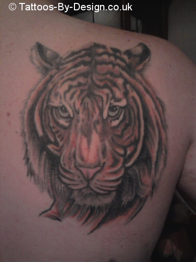 Panthera Tigris 
