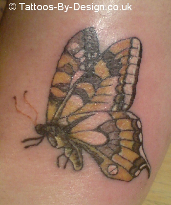 butterfly