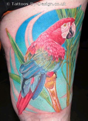 Parrot pictures of tattoo