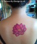 my lotus flower